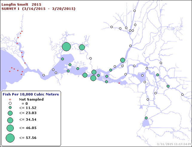 Figure 7.  Longfin Smelt catch distribution in 20-mm Survey #1,  mid March 2015.  (CDFW data summary)