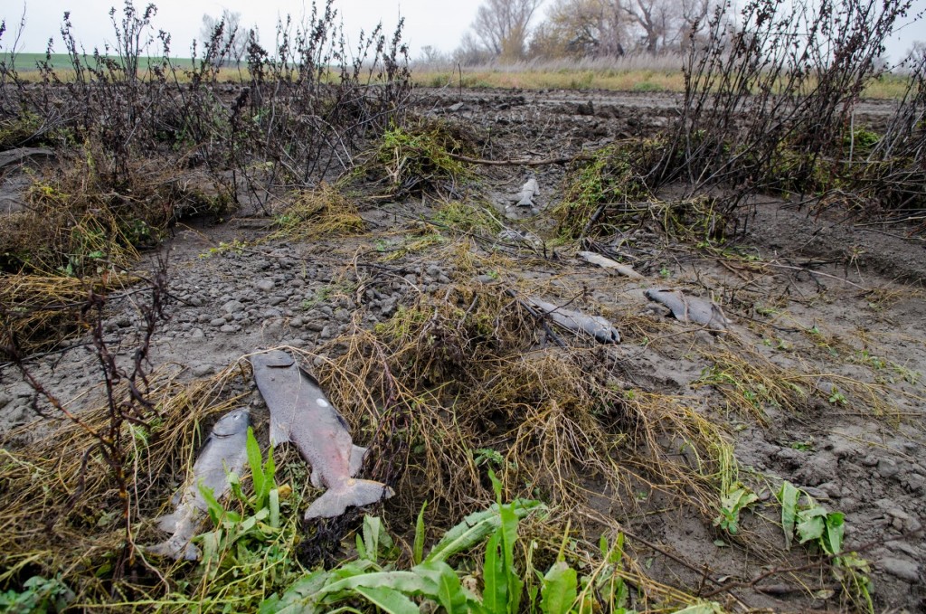High storm flows in late December 2014 into the Yolo Bypass from the Knights Landing Ridge Cut attracted many salmon to the northern end of the Bypass