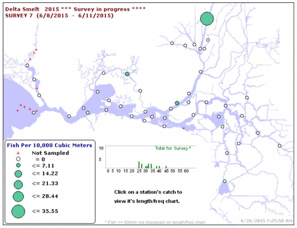 Figure 1. The distribution of Delta smelt catch in early June 2015 20-mm Survey. (Source: CDFW)