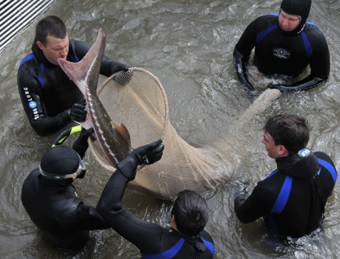 Figure 2. Sturgeon being rescued below a Sacramento River bypass weir