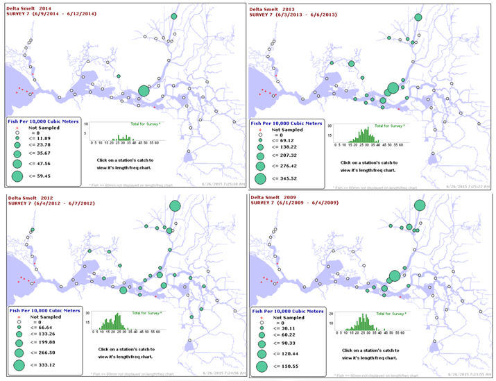 Figures 2-5. Distributions of Delta smelt in early June 20-mm surveys in 2009 and 2012-14. (Source CDFW)