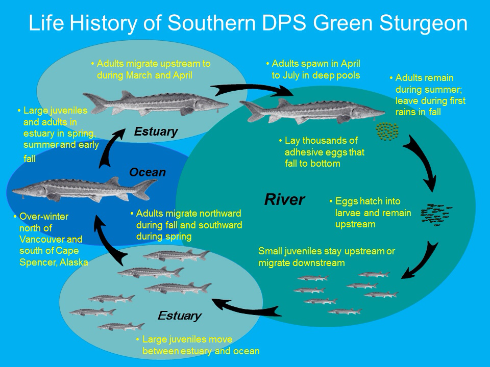 Life History of Southern DPS Green Sturgeon