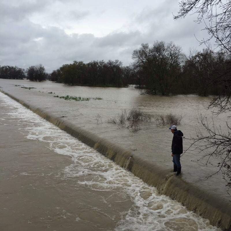 Above Photo: Fremont Weir on March 13, 2016. Overflow to Yolo Bypass was 30,000-40,000 cfs. Overflow peaked at 65,000 cfs two days later, as river stage rose to 36 ft, two feet above that in photo. For video of overflow event and Bypass flooding see http://youtu.be/9hrn2bSgg8A .