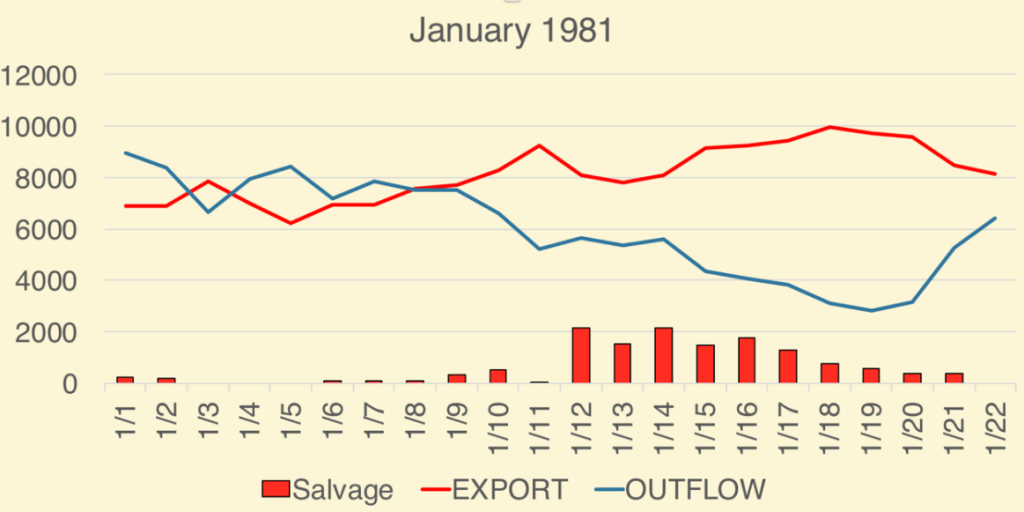 Figure 2. January salvage of adult Delta smelt at South Delta export pumps in 1981. Also shown is export rate (cfs) and Delta outflow (cfs). The maximum allowed export rate is 11,400 cfs. (Data Source: CDFW.)
