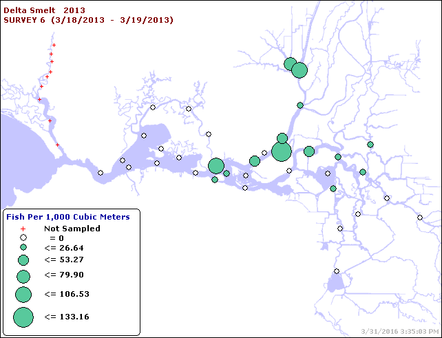 Figure 4. Delta smelt larvae catch distribution in mid-March 2013 Smelt Larvae Survey.