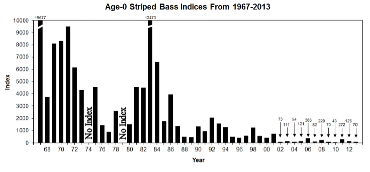 Figure 5. Striped bass fall index of young striped bass 1967-2013. Not shown are the near record low indices in 2014 and 2015 (59 and 52, respectively).