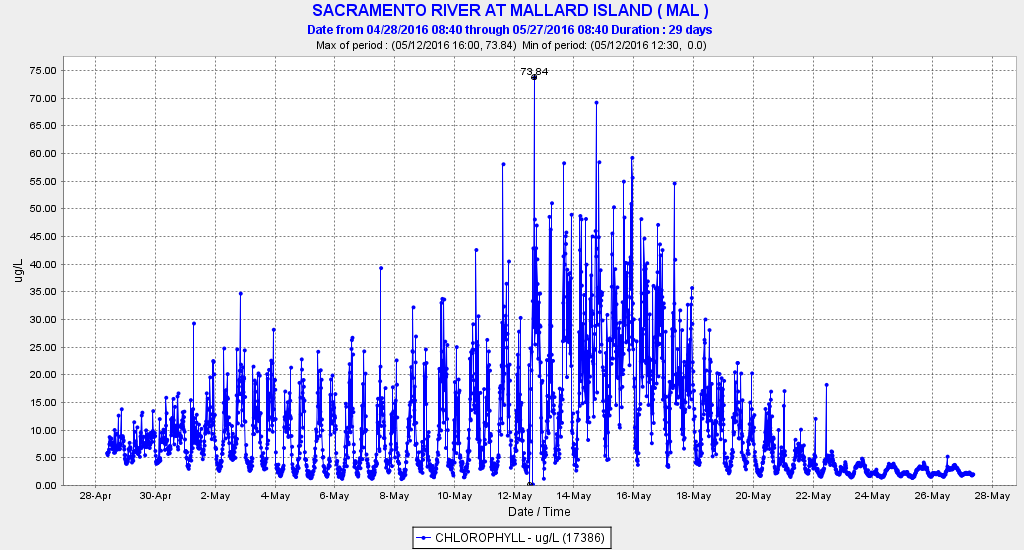 Graph of Chlorophyll concentration April 28-May 27, 2016 in eastern Suisun Bay at Chipps Island near Pittsburg, CA 
