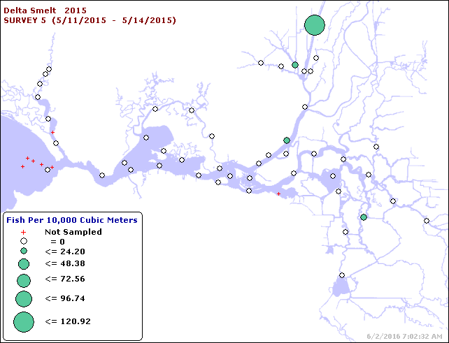 Map of Delta smelt young densities from May 2015 20-mm Survey