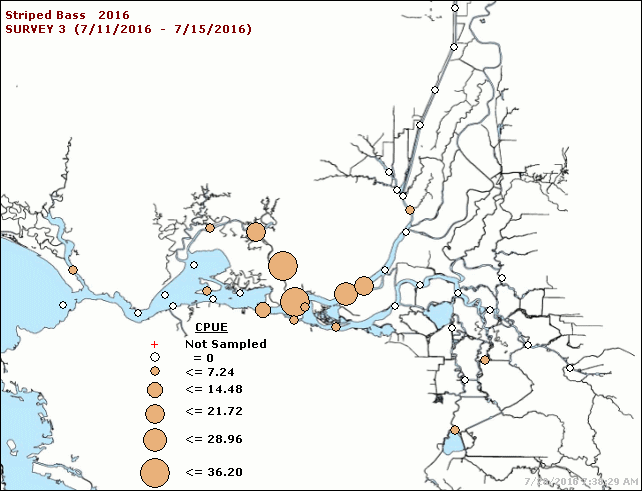 Figure 3. Striped Bass catch per 10,000 cubic meters in June 2016.