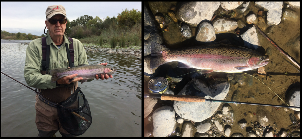 Are these American River fish steelhead from the Battle Creek Hatchery?