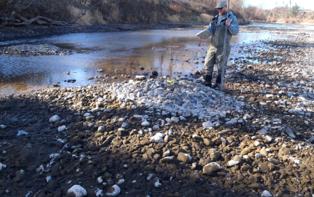 Figure 4. Stranded salmon redd in early fall 2014 after Shasta releases were curtailed when cold-water pool was depleted. (CDFW photo)