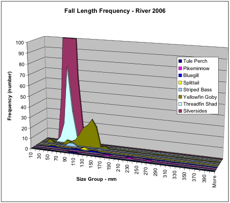 Figure 3. Numbers of fish collected in the fall of 2006 along San Joaquin River shoreline near Antioch by species and size. Note the extreme abundance of silversides, followed by threadfin shad and yellowfin goby. Note the very low numbers of striped bass.