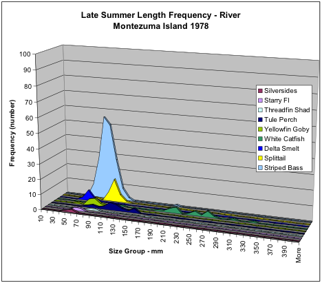Figure 5. Numbers of fish collected in late summer 1978 in Sacramento River shoreline near Montezuma Island (adjacent to Collinsville) by species and size. Note the high relative abundance of striped bass young. Delta smelt were actually more abundant than silversides, yellowfin goby, or threadfin shad.
