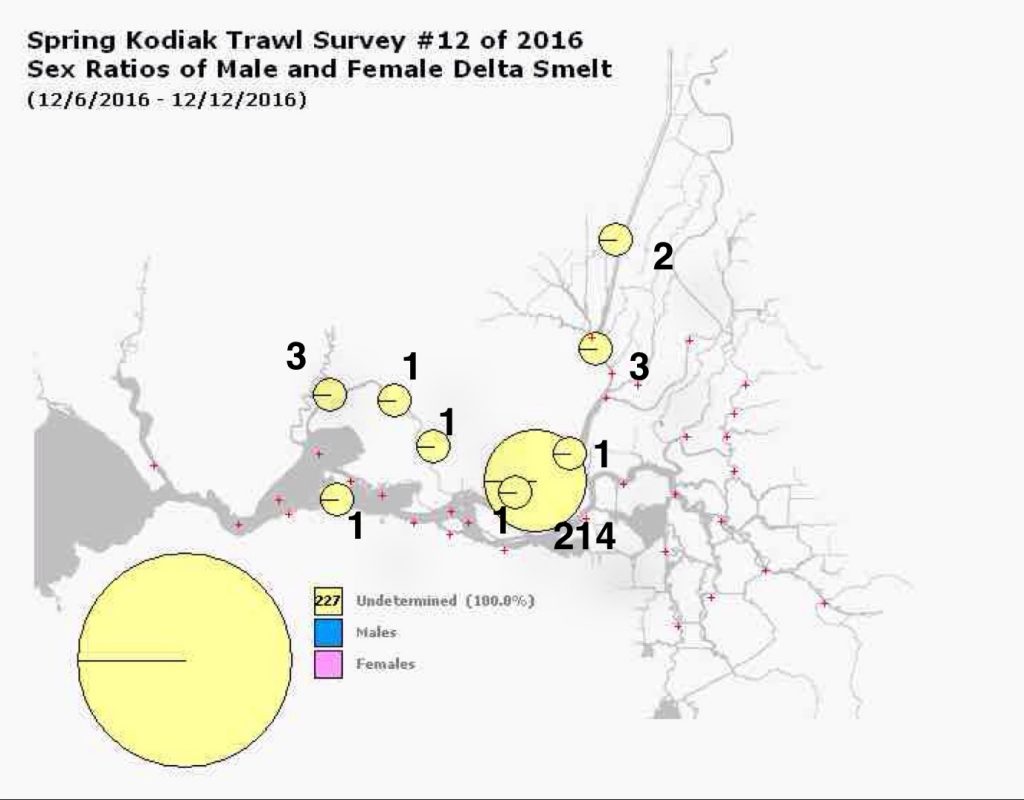 Figure 2. Delta smelt distribution in December 2016 Kodiak Trawl Survey. Source: CDFW.
