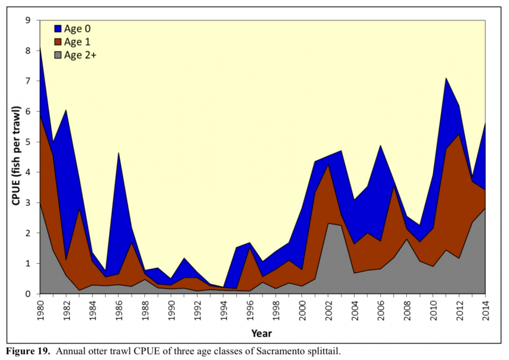 Figure 1. Catch-per-unit-effort of Sacramento splittail in Suisun Marsh 1980-2014 by age group. (Source: Teejay O’Rear, UC Davis)