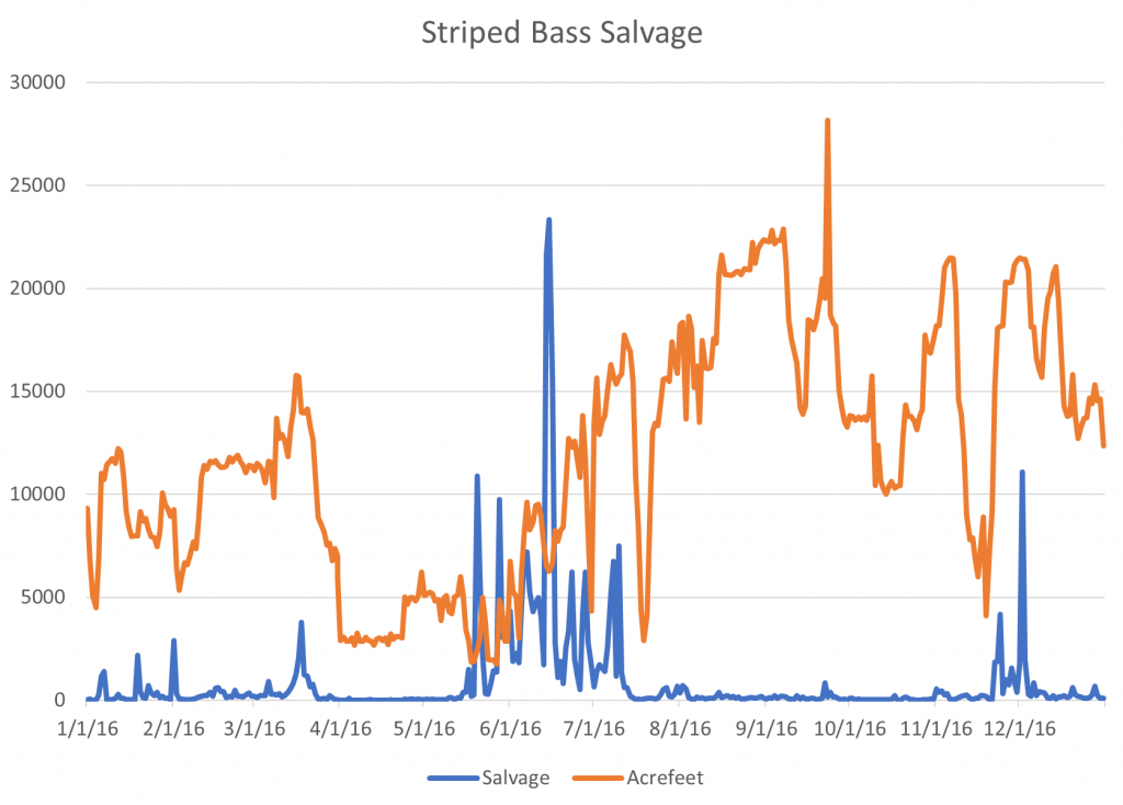 Figure 4.  Striped bass salvage at south Delta fish facilities in 2016.  Export rate is shown as acre-feet (~2 times rate in cfs).  (Data Source )