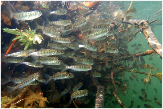 Figure 2.  Rearing juvenile Chinook.  California Department of Fish and Wildlife photograph.