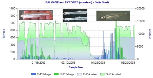 Figure 4. Winter-spring salvage of Delta smelt at south Delta export pumps in 2003. Delta smelt young begin reaching salvageable size (>20 mm) in early May. Also shown is export rate (acre-feet per day) by pumping plant. The maximum allowed export rate is 11,400 cfs (about 23,000 acre-feet per day). (Data Source: CDFW). Winter salvage is primarily adult smelt. Spring salvage is predominantly juvenile smelt (>20 mm). April entrainment of 5-15 mm larval smelt is not accounted for at salvage facilities, because they pass undetected through salvage screens.
