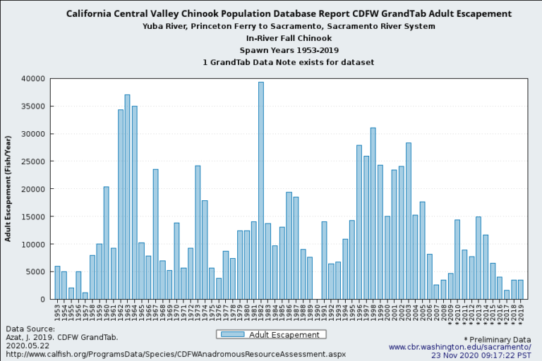 Yuba River Salmon 2020 California Fisheries Blog