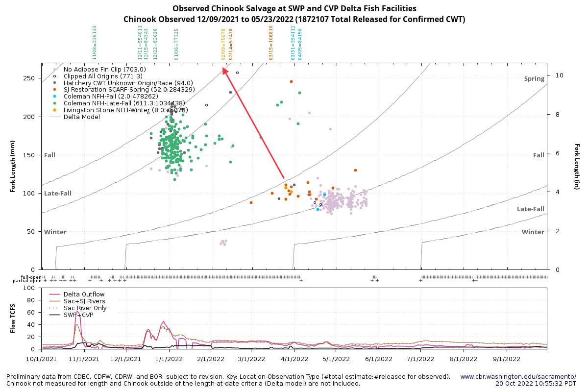Graph of Observed Chinook Salvage at SWP and CVP Delta Fish Facilities