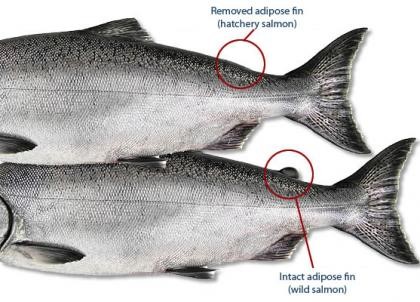 two fish photo, showing fin removal