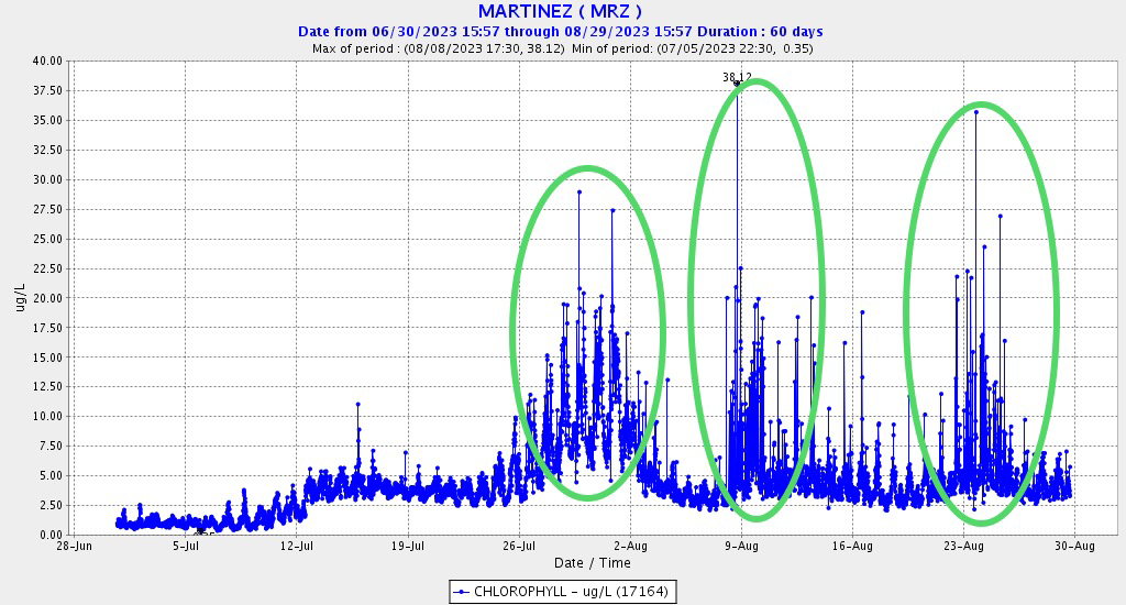 Graph of Chlorophyll levels at Martinez CA gage between East and North San Francisco Bay in summer 2023.
