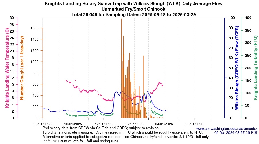Figure 6. Catch of juvenile salmon in Knights Landing screw trap along with river flow, water temperature, and turbidity from August 2025 to April 2026.